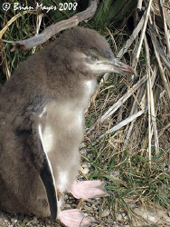 Baby Yellow-Eyed Penguin waiting patiently for mum and da... by Brian Mayes 